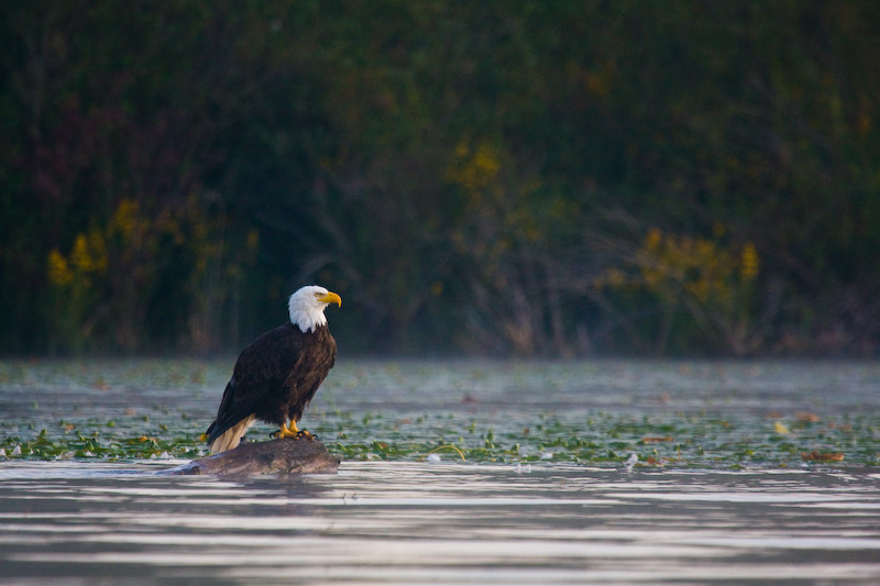 Bald Eagle